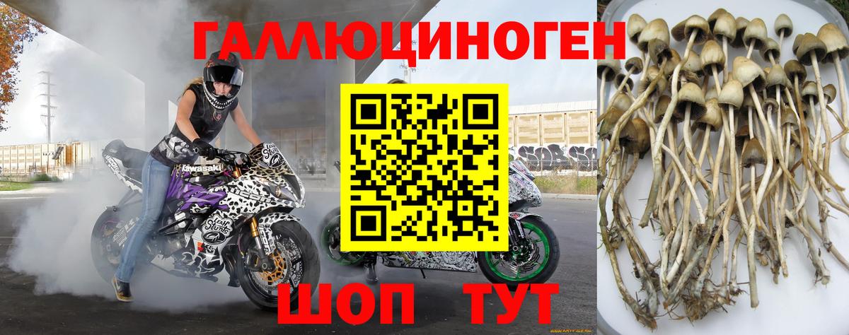Семёнов  Псилоцибиновые грибы GOLDEN TEACHER  Вход с VPN 